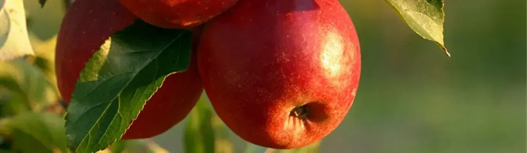 Červená jablka superpotravina